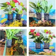 Aquarium Emersed Plant / Pothos Holder ( Twin Pack ) L(FR15) For Fish Shrimp Snail Tank Aquarium