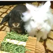 Rabbit Toys WinniGuineaPoo Hay Roller Hay Feeder Bunny Forage Enrichment Toy