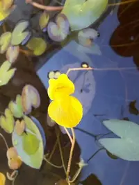 在飛比找Yahoo!奇摩拍賣優惠-妞妞花園 水生植物 黃花狸藻(長度10cm，1條50元)