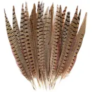 20pcs Male Pheasant Feather Natural Ringneck Tails Feathers 12-14inch 30-35cm...