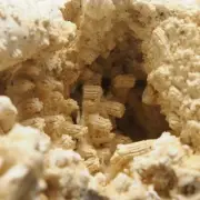 CORAL FOSSIL - Upper Jurassic - Wierzbica quarry- POLAND 1H81