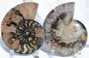 Large Black Ammonite Pair Nice Crystals 110myo FOSSIL XXL 184mm 7.2" 9557aa