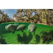 Save 15.00%! Exclusive Small Group VIP Heated Manatee Snorkel Tour