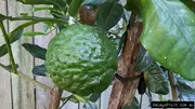 Makrut (Kaffir) Lime Tree - Citrus hystrix