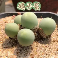 在飛比找蝦皮購物優惠-↠有植感↞ ▮鴿子蛋▮ 多肉鴿子蛋 鴿子蛋多肉 番杏科 景天