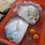 野生＃銅盤魚（時價）