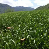 在飛比找蝦皮購物優惠-阿里山珠露茶