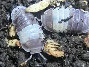 5+/10+/15+ Panda King Cubaris Sp. Isopods *Free Shipping* Insect Cleanup Crew