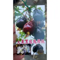 在飛比找蝦皮購物優惠-大果黑玫瑰櫻桃🍒/7吋大盆