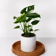 The Monstera Deliciosa