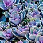 100pc Mixed Succulent Seeds Lithops Rare Living Stones Plants Cactus Decoration