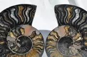RARE 1n100 BLACK Ammonite PAIR Deep Crystals 110myo FOSSIL XXL 152mm 5.9" 9315xx