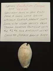 EXTINCT Fossilized COWRIE Shell ( Pseudadusta Juyingae ) From Central Florida