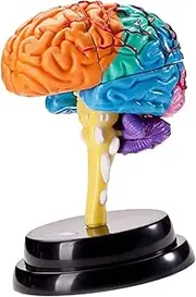 Kokiya Human Brain Disassembled Brain Model, Anatomically Correct, Multifunctional Teaching Tool, Includes Model, Rack, Manual, Booklet, Study Card, Suitable for Child, Teen, Adult