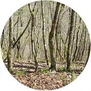 Slipmat Slip Mat Scratch Pad Felt for any 12" LP DJ Vinyl Turntable Record Player Custom Graphical - True Forest 2