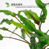 在飛比找蝦皮購物優惠-【AC草影】綠壁虎椒草【一株】椒草系列 中景草 魚缸水草 水