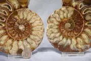 Large Ammonite Pair Nice Crystals 5.1" 110myo Dinosaur age 128mm Fossil 4282cc