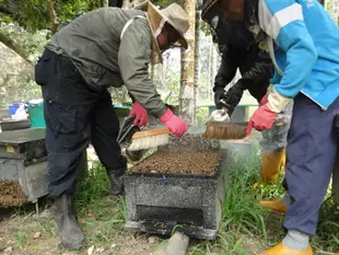 【愛蜜園】嚴選御賞龍眼蜜(3000gx1) (6折)