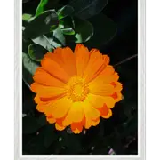 Galrie Bright Orange Marigold Flower Art Photography Print - Vibrant Botanical Decor, White Frame, A4 21 x 30cm (8 x 12inch)