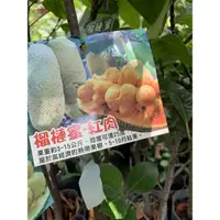 在飛比找蝦皮購物優惠-『宥植栽&果苗』紅肉榴槤蜜 靠接苗