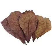 Betta Shrimp Leaves Almond Leaves for Betta Fish PH Balance Water Conditioner