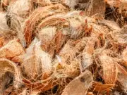 Clean Coconut Coir Husk Natural Chips 100% fiber for Orchids Anthurium Growing