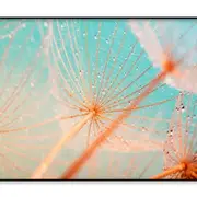 Dandelion Seed with Water Drops Print 100% Australian Made 120x90cm (Poster)