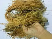 Coconut Husk Fiber Natural Coir Orchid Anthurium Planting 100% Organic 200g