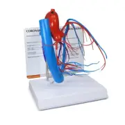 Coronary Arteries Cardiac Veins GPI Model LFA #2575. Make an Offer! SEE VIDEO
