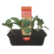Punnet Patio Baby Bunching Broccoli - Brassica oleracea