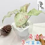 【小品文化】牛奶紙屑合果芋【現貨】3吋透明免澆水盆栽 室內植物 辦公室盆栽 懶人盆栽 水培植物 水培盆栽 室內盆栽