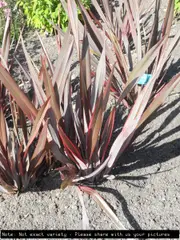 Phormium - Black Beauty, phormium tenax