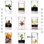 @墨耘@日本 DOOA GLASS POT MARU 玻璃瓶 生態瓶 植物培育 圓柱缸 鬥魚 多肉 微景觀