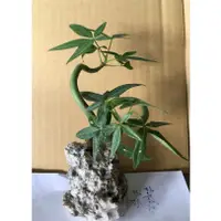 在飛比找蝦皮購物優惠-花囍園_小品盆栽—馬拉巴栗附石--賞石~室內長期觀賞/3吋