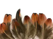 50 Feathers - Laced Heart Ringneck Pheasant Plumage Feathers Craft Fly Tying