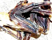 DUCK WINGS 1kg to 4kg Aust CHICKEN- Bulk Dog Treats, Dehydrated - Free Post