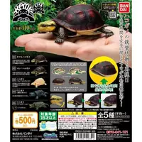 在飛比找蝦皮購物優惠-BANDAI 日版 烏龜環保扭蛋P4-食蛇龜篇 烏龜 扭蛋 