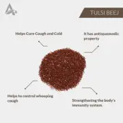 BEEJ TULSI ASLI – TULSI BEEJ – BASIL SEEDS – KRISHNA TULSI SEEDS – OCIMUM SANCTU