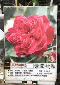 在飛比找Yahoo!奇摩拍賣優惠-(缺)花花世界_玫瑰苗--紫燕飛舞，Zi Yan Fei W