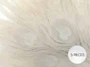 5 Pieces - Ivory Bleached Peacock Tail Eye Feathers 10-12" Long Craft Supply