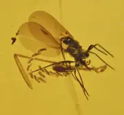 Detailed Gnat laying eggs, Spider leg, Fossil insect inclusion in Burmese Amber
