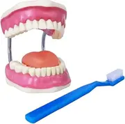 Evotech Dental Teeth Care Model, W/Giant Toothbrush, 32 Teeth, Kids Dental Care Teaching Demonstration Model, Adult Standard Typodont Demonstration Teeth Model