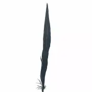 30" to 32" Reeves Pheasant Tail Feather - Black ((SECONDS))