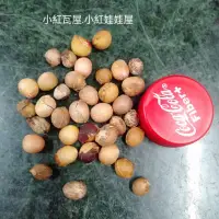 在飛比找蝦皮購物優惠-小紅瓦屋.大王椰子種子約0.8公分2粒1元(迷你小椰子)