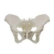 Life Size Female Pelvis Model, Hip Model - Female Anatomy Model, Hip Bone Pelvic Model Female Anato As shown