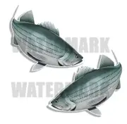 Striped Bass Decals Fish Stickers Tackle Box RV Truck Trailer AFP-0125v2