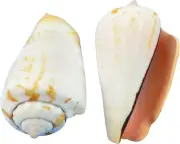 Strawberry Strombus Bulk Craft Seashells Bag of Shells 2-2.5" (1 Gallon)