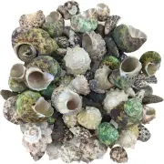 Reef Hermit Crab Shell Mix Spare Shells for Most Saltwater Hermit Crabs 12 OZ