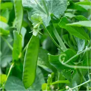 Pea (Snowpea) - Yukamo Giant seeds