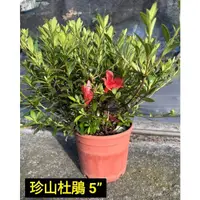 在飛比找蝦皮購物優惠-珍山杜鵑花 五寸花盆苗